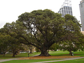 <i>Ficus macrophylla</i> Species of banyan tree