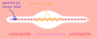 <span class="mw-page-title-main">Gamma motor neuron</span>