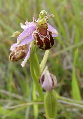 <i>Ophrys</i> Genus of orchids