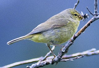 <span class="mw-page-title-main">Orange-crowned warbler</span> Species of bird