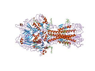 <span class="mw-page-title-main">Hemagglutinin esterase</span> Glycoprotein present in some enveloped viruses