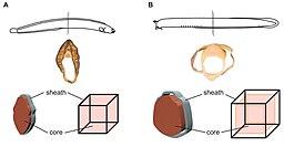 Figure depicting the loose skin of hagfishes compared to other fishes. Pacific Hagfish skin.jpg