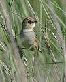 Blaßkopfpinkpink  (Cisticola cinnamomeus, Kat. )