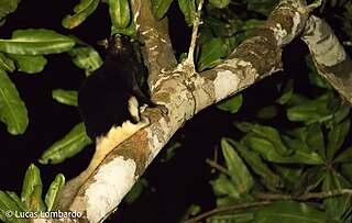 <span class="mw-page-title-main">Pel's flying squirrel</span> Species of rodent