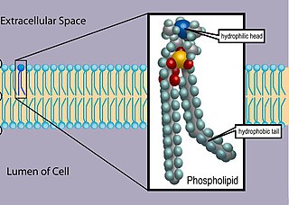 <span class="mw-page-title-main">Phospholipid</span> Class of lipids