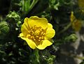 Gullmura (Potentilla crantzii)