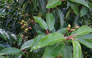 <i>Prunus lusitanica</i> Species of flowering plant