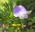 Psoralea pinnata