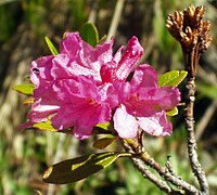 Rododendru