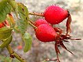 Ostnité šípky Rosa sp.