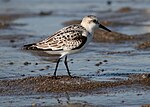 Sanderling (Calidris alba) wearing immature plumage