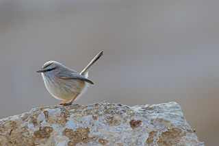 <span class="mw-page-title-main">Streaked scrub warbler</span> Species of bird