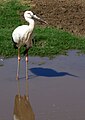 Wild Animal Park, Escondido, California