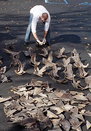 <span class="mw-page-title-main">Shark finning</span> Harvesting of fins from live sharks