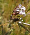 Silene gallica