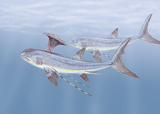 <span class="mw-page-title-main">Stethacanthidae</span> Extinct family of cartilaginous fishes