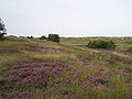 The Meadows "Sundischen Wiesen" on Zingst