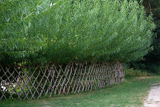 Living fence of willow trees