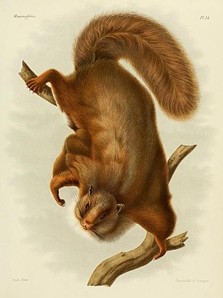 <span class="mw-page-title-main">Complex-toothed flying squirrel</span> Species of rodent