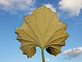 Leaf (bottom view)