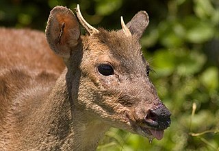 <span class="mw-page-title-main">Small red brocket</span> Species of deer