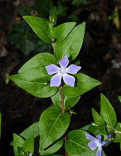 Vinca difformis