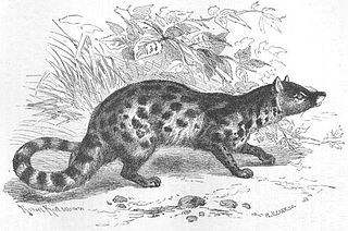 <span class="mw-page-title-main">Large-spotted civet</span> Species of carnivore