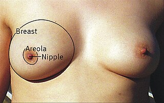 <span class="mw-page-title-main">Breast</span> Region of the torso of a primate that in females serves as a mammary gland