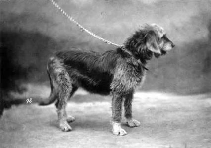 1879 Otterhound.jpg