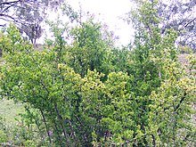 African boxthorn.jpg