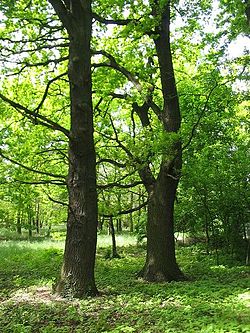 Bosque de carvalhos.