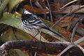 Black-crested Tit-tyrant.JPG