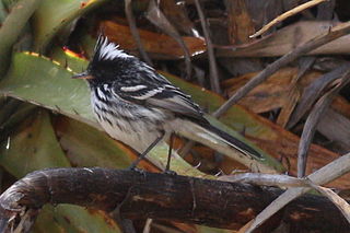 <span class="mw-page-title-main">Black-crested tit-tyrant</span> Species of bird