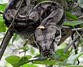 Kaiserboa (Boa sigma)