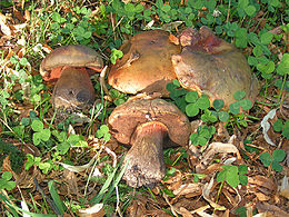 Baravykas paąžuolis (Boletus luridus)