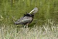 Everglades National Park, Florida