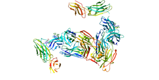 <span class="mw-page-title-main">IL3RA</span> Human gene