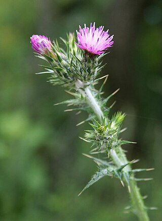 <i>Carduus pycnocephalus</i> Species of flowering plant in the daisy family Asteraceae