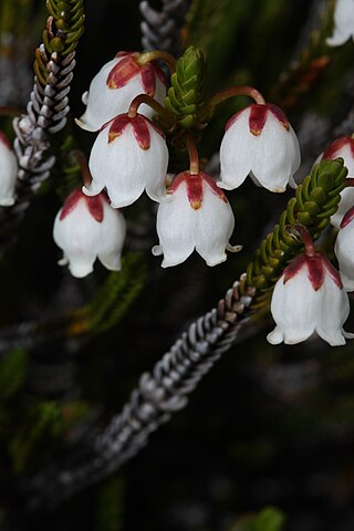 <i>Cassiope</i> Genus of flowering plants in the heather family Ericaceae