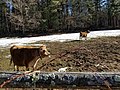 Cows grazing