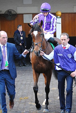 <span class="mw-page-title-main">Magical (horse)</span> Irish-bred Thoroughbred racehorse