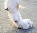 A dog's paw resting on a hard concrete surface