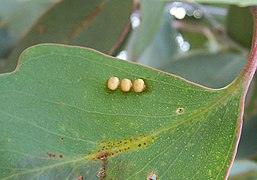 Ouă de insecte, în acest caz cele ale moliei Opodiphthera eucalypti⁠(d), sunt adesea așezate pe partea inferioară a frunzelor