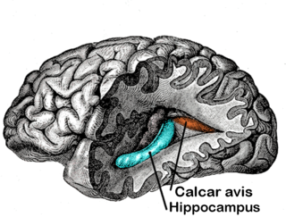 <span class="mw-page-title-main">Calcar avis</span> Calcarine fissure wall