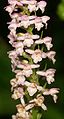 Gymnadenia odoratissima Germany - Berchtesgadener Alpen