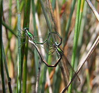 <span class="mw-page-title-main">Hemiphlebiidae</span> Family of damselflies