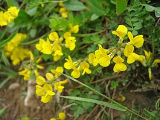 <i>Hippocrepis comosa</i> Species of legume