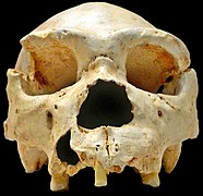 Another view of the cranium 5 of Atapuerca