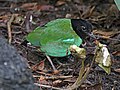 聖地牙哥動物園