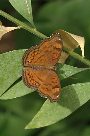 Junonia hedonia